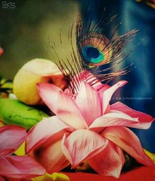 krishna pics for dp
